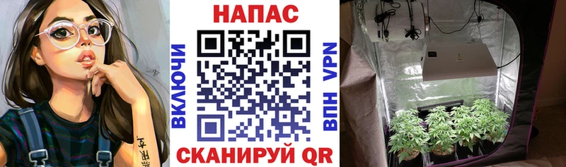 Шишки марихуана семена Кострома